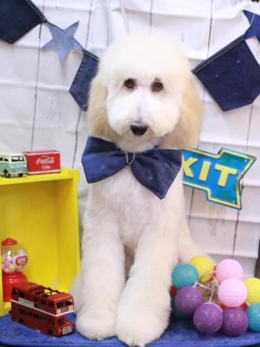 20230402ぽこちゃん